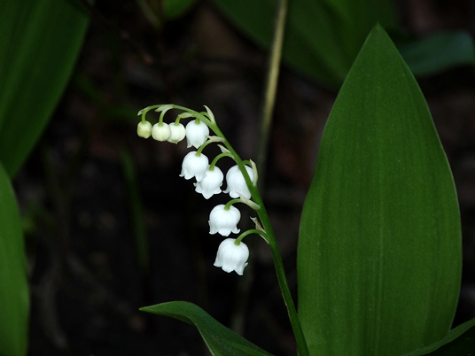 {Convallaria majalis}